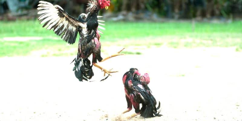 Mẹo chơi đá gà Campuchia - Căn cứ vào lịch sử thi đấu của các con gà chiến